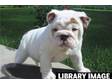 British Bulldog bitch puppy white,  KC Reg,  5 gen ped, ....