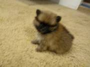 Pomeranian M / Female Puppy (BEAUTIFUL)