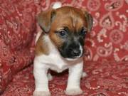 Jack Russell Terriers puppies for free adoption