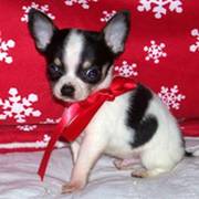 Tcup CHIHUAHUA PUP FOR SELL