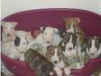 kc reg english bull terrier puppies. larst few english....