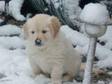 Pedigree KC Registered Golden Retriever Puppies in SLOUGH,  BERKSHIRE