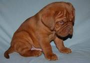 large,  beautiful Dogue de Bordeaux with correct head type