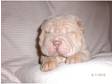 Beautiful Shar Pei Puppies!