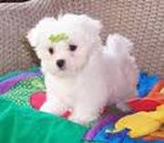 Cute and Sweet Maltese puppuies for sale