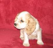 Cocker Spaniel Puppy for Sale