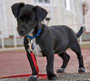 Beautiful Terrier Mix puppies