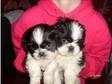 shih tzu pup. black and white shih tzu male pup 9 weeks....