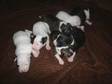 Irish Bull Terrier's For Sale!. Irish Bull Terriers,  Two....