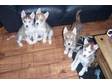 5 SIBERIAN huskys,  brown and white,  0-8 weeks,  small, ....