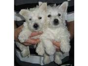 Adorable Westie Puppies!!!!…