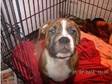 British Bulldog X Staffy Pups Ready Now Only £450 Each....