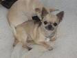 CHIHUAHUAS STOLEN PLEASE HELP ME,  Dog,  Chihuahua, ....