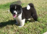 Good Looking Akita Puppies For Sale