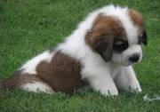 Beautiful Saint Bernard Puppies for sale