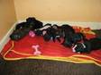 KC REG Staffordshire Bull Terrier pups,  Dog, ....