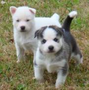 Amazing Siberian Husky Puppies Ready To Go For a New Home