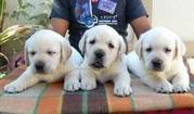 Labrador Puppies For Sale In INDIA @ 9320185151