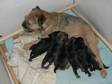 Pedigree KC Registered Border Terrier Puppies in Wimbledon,  London