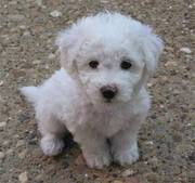 Bichon Frise puppy for sale