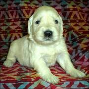 Golden Retriever puppy for sale