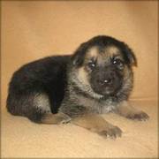 German Shepherd puppy for sale