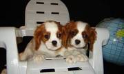 Cavalier King Charles Spaniel For Adoption