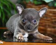 cute lovely chihuahua puppies ready for maket