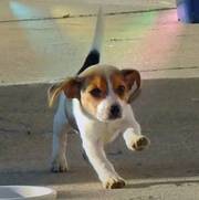 Sweet And Healthy Beagle Puppies For Adorable Homes