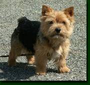 Norwich Terrier puppy for sale