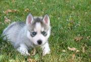 Home Trained Siberian Husky Puppies For Sale