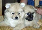 Pomeranian Puppies For Sale