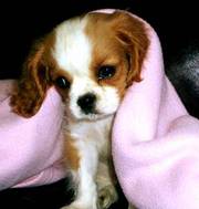 Cavalier King Charles Spaniel puppy for re homing