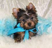 Adorable Yorkshire Terrier Puppies Now Ready