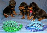 Doberman Pinscher Puppies For Caring Homes