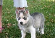 Top Quality Siberian Husky Puppies for Sale