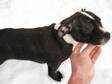 Staffordshire bull terrier pups 2 dogs,  kc registered