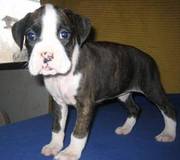 Boxer puppies for sale