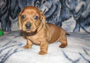 KC registered Pedigree Dachshund Puppies