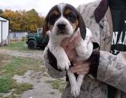 Beagle Puppies Now Ready To Go