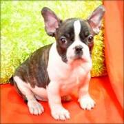 Beautiful Life time Health Guarantee French Bulldog Puppies