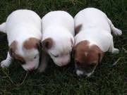 Jack Russell Terrier Puppies