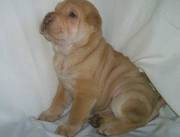 Chinese Shar-Pei Puppies