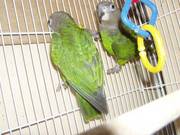 Poicephalus Parrots Now Ready To Go