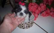 BEAUTIFUL Shih Tzu puppies