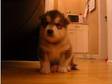 Alaskan Malamute Pups £900. Here we have 3 gorgeous....