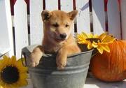 Home Trained Shiba Inu For Sale