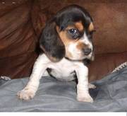 Beagle puppy for loving homes