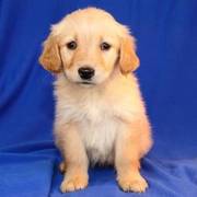 Golden Retriever puppies for sale