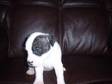 staffy pups for sal. 6 beautiful irish staffy pups for....